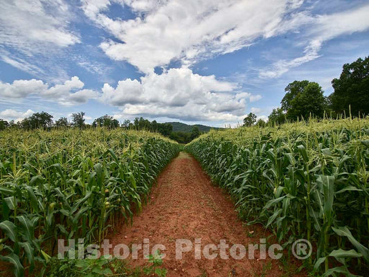 Photo- Dirt Road Beside a Cornfield Near Clarkesville in Habersham County, Georgia 3 Fine Art Photo Reproduction