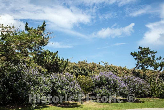 Photo - Colorful Bushes Along The Road in Duck, a Community Named for The Plethora of Waterfowl in The Area, in North Carolina's Outer Banks- Fine Art Photo Reporduction