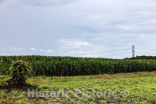Photo - A Cornfield dominates its neighboring Crop in Jarvisburg, North Carolina- Fine Art Photo Reporduction