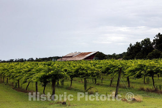 Photo - Some of The Vines at The Sanctuary Vineyard in Jarvisburg, North Carolina- Fine Art Photo Reporduction