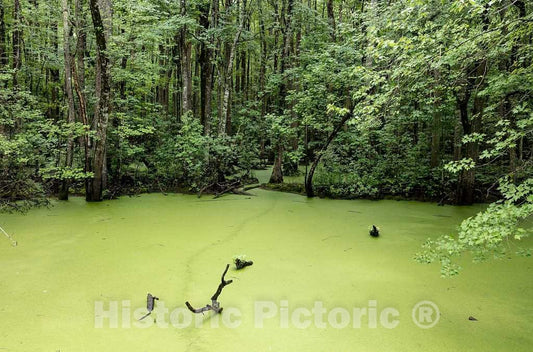 Photo- Decayed Vegetation has Given The Run Swamp in Camden County, North Carolina, a Distinctive Green hue 1 Fine Art Photo Reproduction