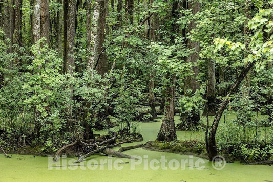 Photo- Decayed Vegetation has Given The Run Swamp in Camden County, North Carolina, a Distinctive Green hue 2 Fine Art Photo Reproduction