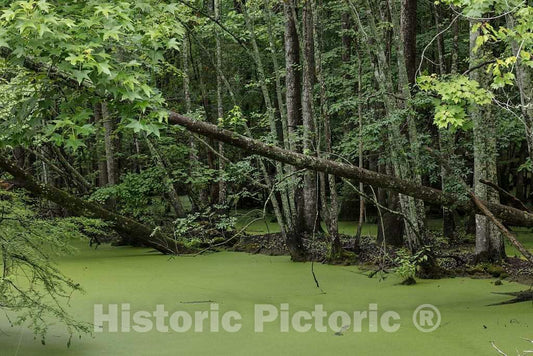 Photo- Decayed Vegetation has Given The Run Swamp in Camden County, North Carolina, a Distinctive Green hue 3 Fine Art Photo Reproduction