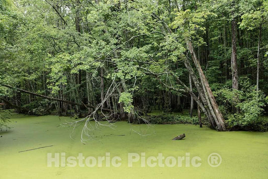 Photo- Decayed Vegetation has Given The Run Swamp in Camden County, North Carolina, a Distinctive Green hue 4 Fine Art Photo Reproduction