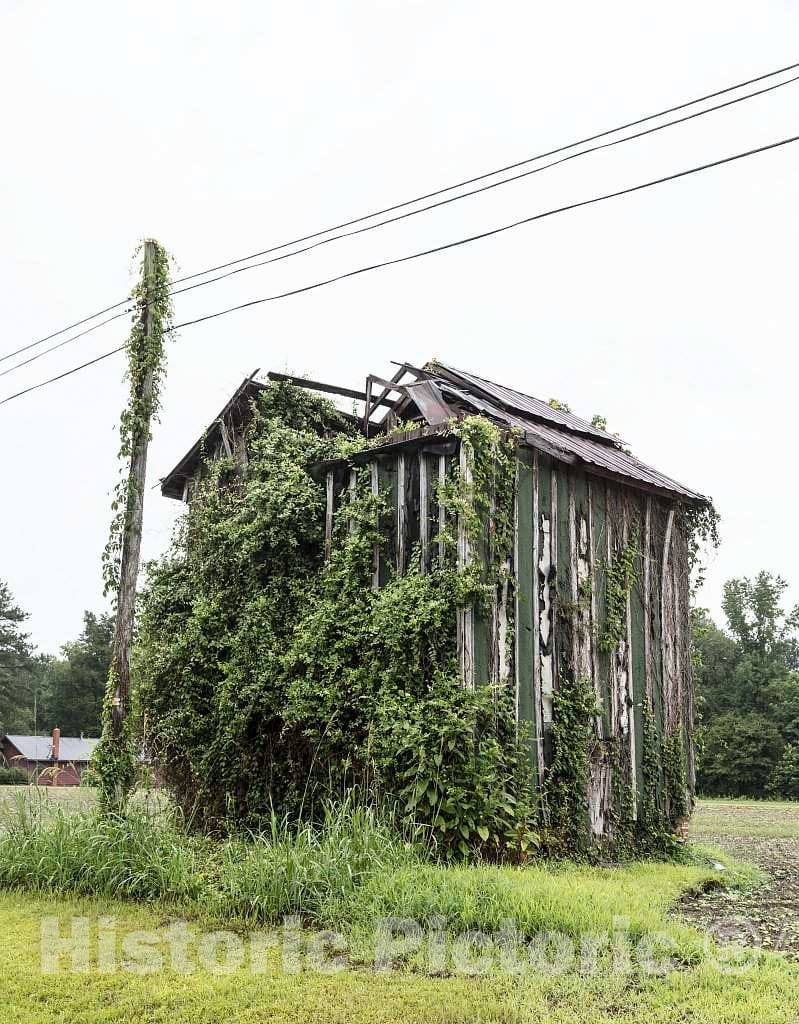 Photo - Vines get The Better of an Old, Rural Building in Martin County, North Carolina, South of Williamston- Fine Art Photo Reporduction