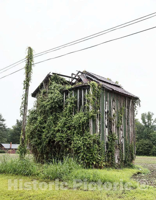 Photo - Vines get The Better of an Old, Rural Building in Martin County, North Carolina, South of Williamston- Fine Art Photo Reporduction