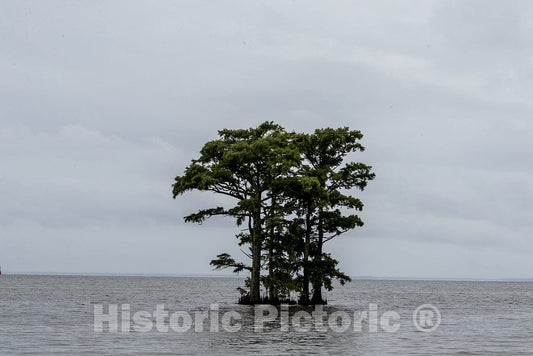 Photo - A Tree not only Survives in The Middle of an Inlet of The Chowan River in Edenton, North Carolina, it has The Waters to Itself- Fine Art Photo Reporduction