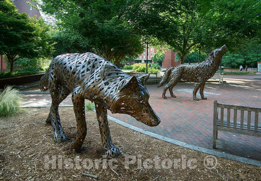 Photo - Two of a Group of Wolf Sculptures at North Carolina State University in Raleigh, The Capital City of North Carolina- Fine Art Photo Reporduction
