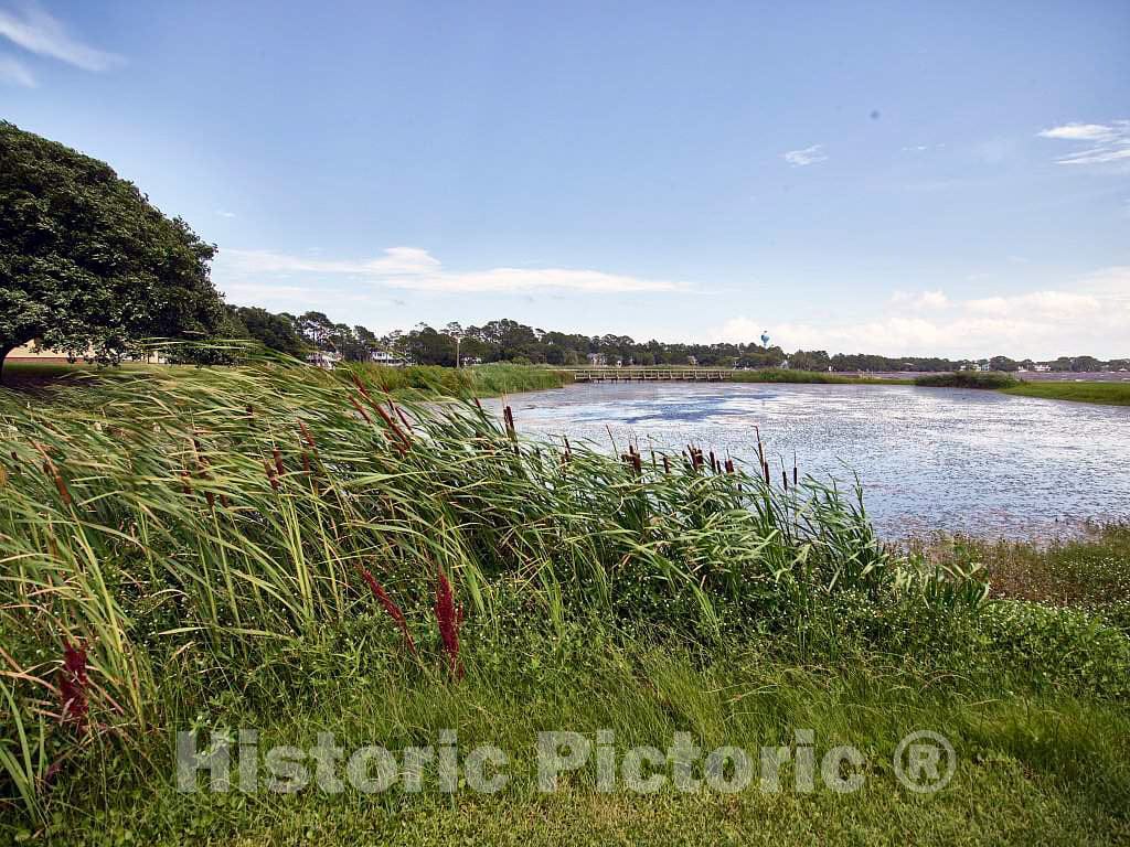 Photo - Cattails on a Currituck Sound Inlet in The Town of Corolla on North Carolina's Outer Banks- Fine Art Photo Reporduction