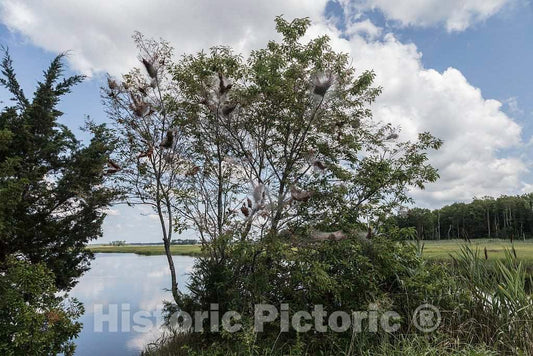 Photo - Marsh scene, Middle Township, New Jersey- Fine Art Photo Reporduction