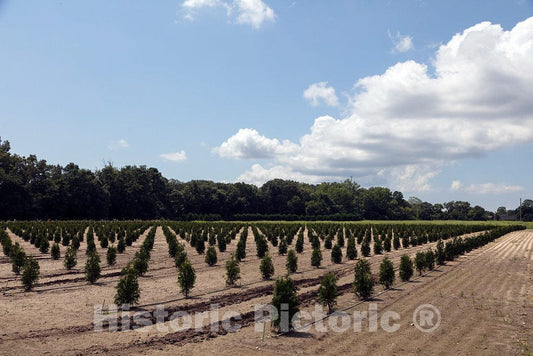 Photo - Tree Farm in Middle Township, New Jersey- Fine Art Photo Reporduction