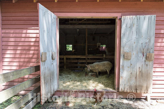Photo - Farm Animals at Historic Cold Spring Village in Cape May, New Jersey- Fine Art Photo Reporduction