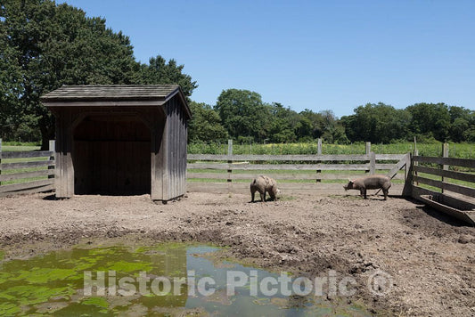 Photo - Pigs in a Pen at Historic Cold Spring Village in Cape May, New Jersey- Fine Art Photo Reporduction