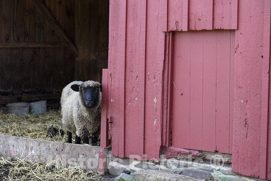 Photo - Sheep in red barn at The Howell Living History Farm in Lambertville, New Jersey- Fine Art Photo Reporduction