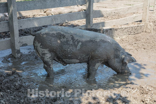 Photo - Pig at The Howell Living History Farm in Lambertville, New Jersey- Fine Art Photo Reporduction