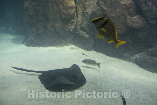 Photo - The Adventure Aquarium, Formerly The New Jersey State Aquarium, is a for-Profit Educational Entertainment Attraction Operated in Camden, New Jersey