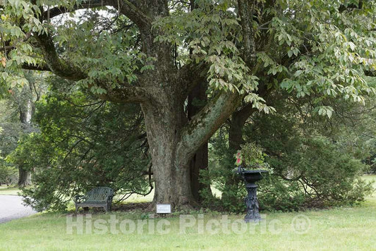 Photo- Garden Resting Area at Glenmont, The Estate of Thomas and Mina Edison. Thomas Edison Purchased This Grand Estate for his New Bride, Mina Miller Edison, in 1886 1