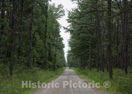 Photo - The Pine Barrens in Hammonton, New Jersey- Fine Art Photo Reporduction