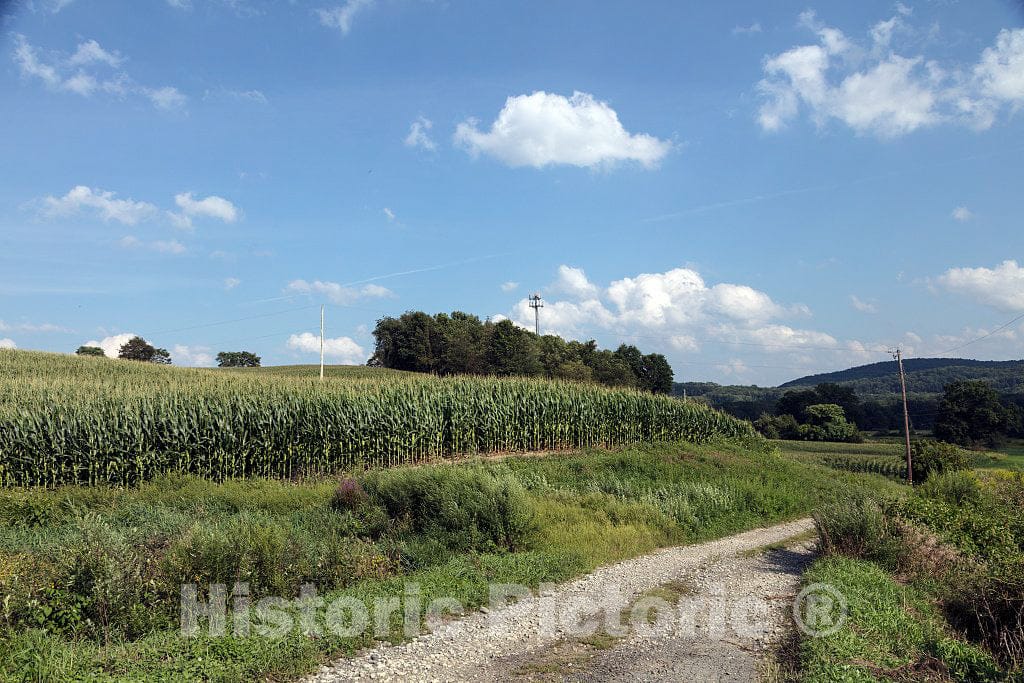 Photo - Rural Corn Fields, Ross Corner Sussex Road Near Sussex New Jersey- Fine Art Photo Reporduction