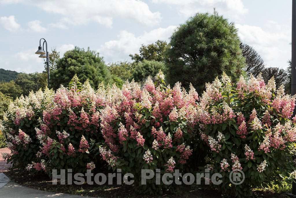 Photo - an Abundant Hydrangea paniculata Bush of Pink and White Flowers, informally and affectionately Known as Pinkie winkies- Fine Art Photo Reporduction