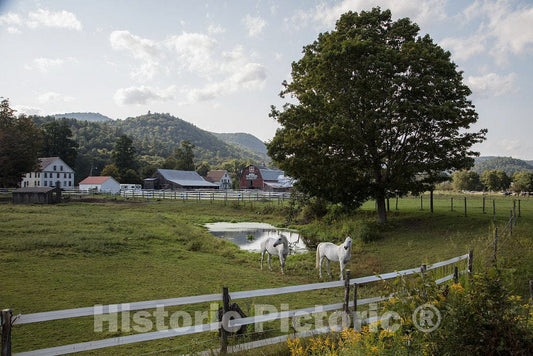 Photo - White Horses on a Farm Near Townshend, Vermont- Fine Art Photo Reporduction