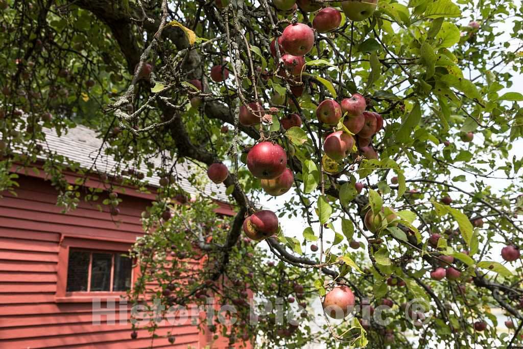 Photo - An apple tree next to a Colonial-era house in Portland, Maine's largest city- Fine Art Photo Reporduction