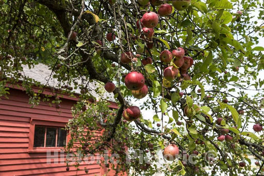 Photo - An apple tree next to a Colonial-era house in Portland, Maine's largest city- Fine Art Photo Reporduction