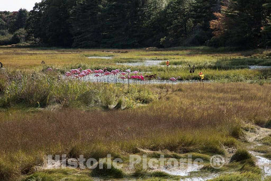 Photo - Tidal Marsh Near Kennebunkport, Maine- Fine Art Photo Reporduction