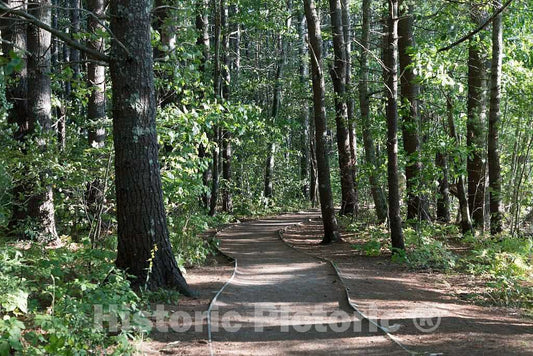 Photo- Woodland trail to estuarian marshes in the Rachel Carson National Wildlife Reserve in Wells, Maine 1 Fine Art Photo Reproduction