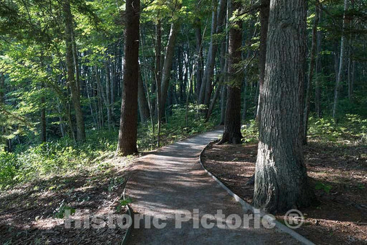 Photo- Woodland trail to estuarian marshes in the Rachel Carson National Wildlife Reserve in Wells, Maine 3 Fine Art Photo Reproduction
