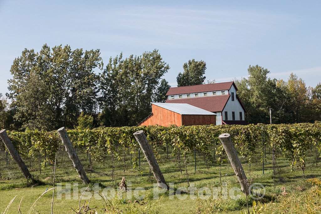 Photo - Vineyard on Isle La Motte, one of the Lake Champlain Islands chain in Vermont waters of Lake Champlain, separating Vermont and New York State- Fine Art Photo Reporduction