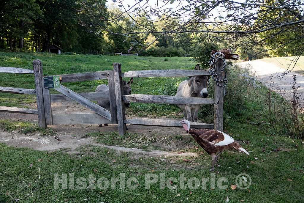 Photo- Animals at Shelburne Farms, a nonprofit Education Center and Working Farm,on The Shores of Lake Champlain in Shelburne, Vermont 1 Fine Art Photo Reproduction