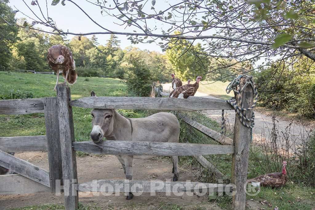 Photo- Animals at Shelburne Farms, a nonprofit Education Center and Working Farm,on The Shores of Lake Champlain in Shelburne, Vermont 2 Fine Art Photo Reproduction