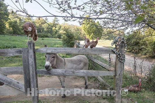 Photo- Animals at Shelburne Farms, a nonprofit Education Center and Working Farm,on The Shores of Lake Champlain in Shelburne, Vermont 2 Fine Art Photo Reproduction
