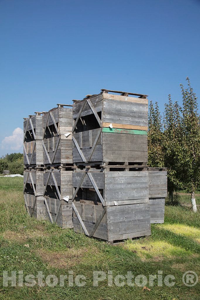 Photo- Scene at Fall Apple-Harvest time at Shelburne Orchards in Shelburne, Vermont 1 Fine Art Photo Reproduction