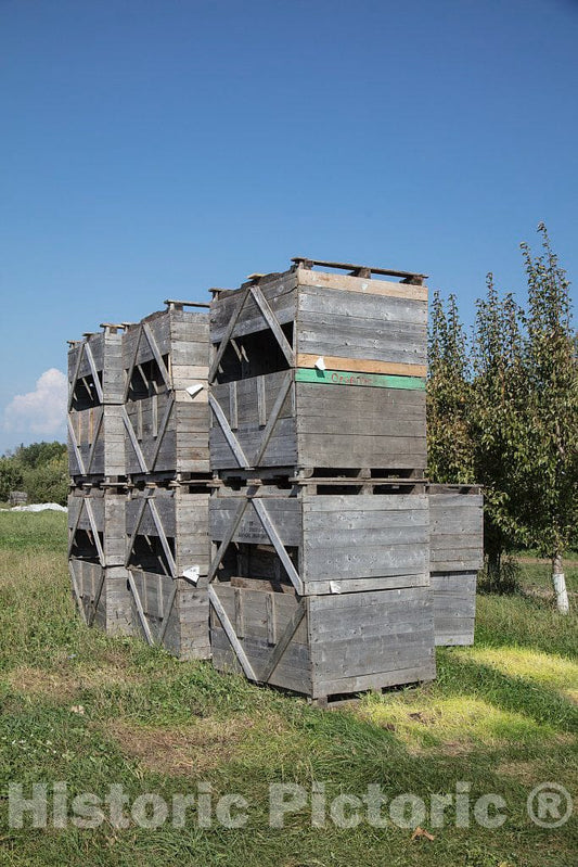 Photo- Scene at Fall Apple-Harvest time at Shelburne Orchards in Shelburne, Vermont 1 Fine Art Photo Reproduction