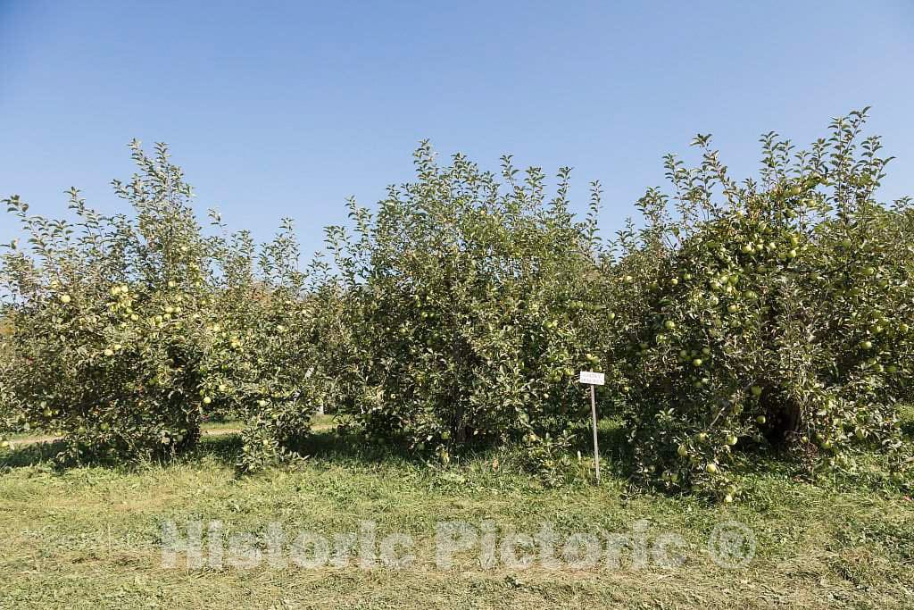 Photo- Scene at Fall Apple-Harvest time at Shelburne Orchards in Shelburne, Vermont 5 Fine Art Photo Reproduction