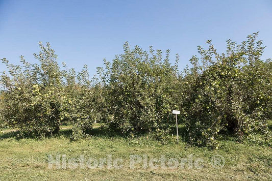 Photo- Scene at Fall Apple-Harvest time at Shelburne Orchards in Shelburne, Vermont 5 Fine Art Photo Reproduction