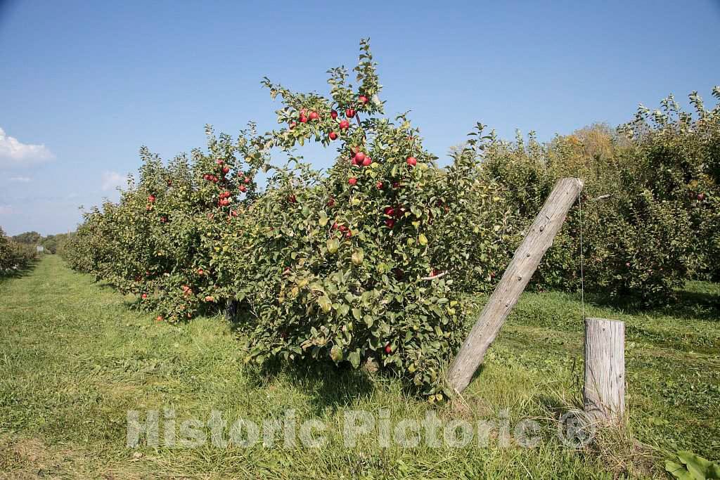 Photo- Scene at Fall Apple-Harvest time at Shelburne Orchards in Shelburne, Vermont 6 Fine Art Photo Reproduction