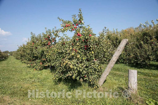 Photo- Scene at Fall Apple-Harvest time at Shelburne Orchards in Shelburne, Vermont 6 Fine Art Photo Reproduction