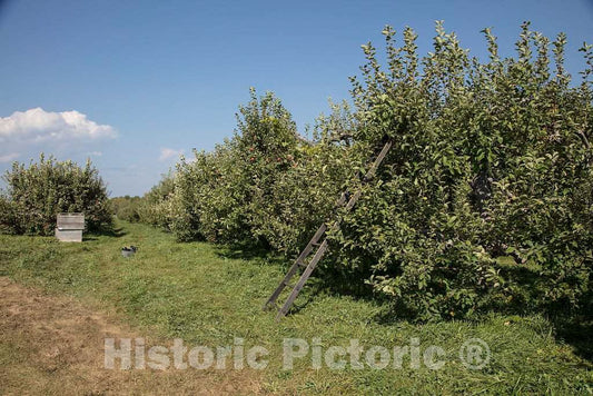 Photo- Scene at Fall Apple-Harvest time at Shelburne Orchards in Shelburne, Vermont 7 Fine Art Photo Reproduction