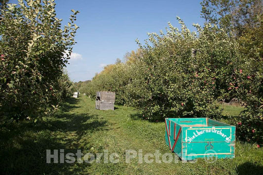 Photo- Scene at Fall Apple-Harvest time at Shelburne Orchards in Shelburne, Vermont 8 Fine Art Photo Reproduction