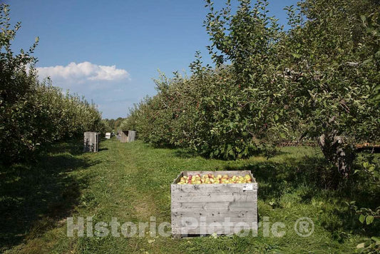 Photo- Scene at Fall Apple-Harvest time at Shelburne Orchards in Shelburne, Vermont 9 Fine Art Photo Reproduction