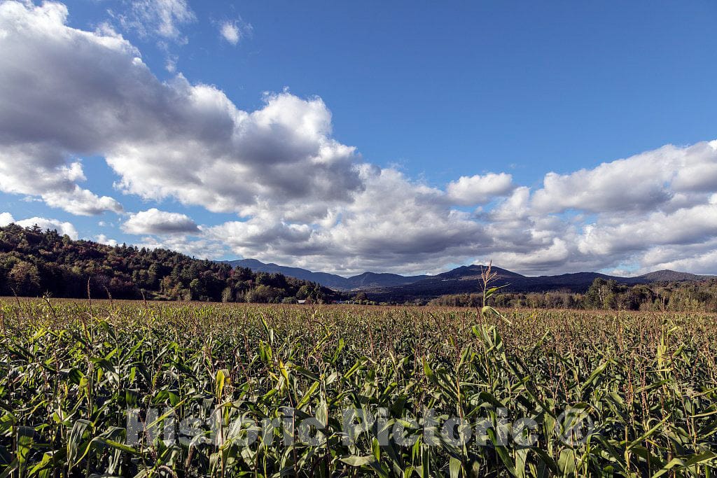 Photo- Cornfield Near Fairfax, Vermont 2 Fine Art Photo Reproduction
