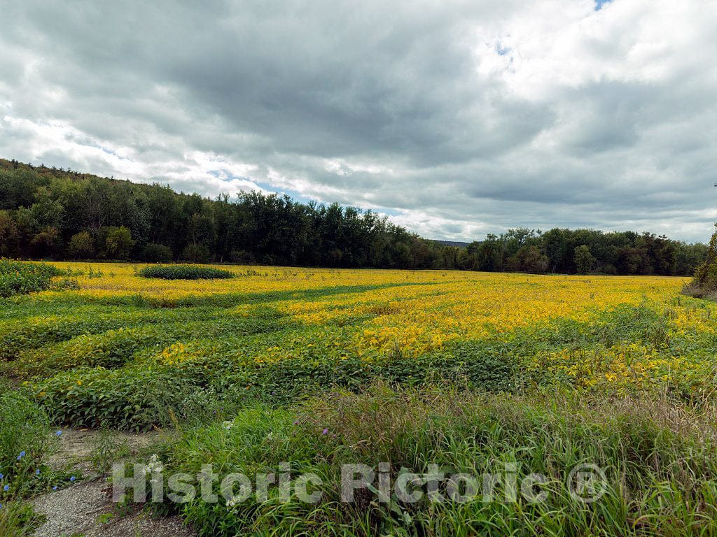 Photo - Golden Field Near Fairfax, Vermont- Fine Art Photo Reporduction
