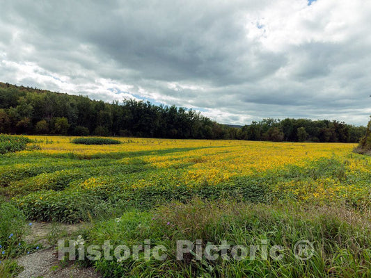 Photo - Golden Field Near Fairfax, Vermont- Fine Art Photo Reporduction