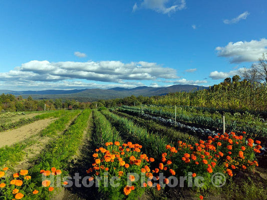 Photo- Garden and mountain view at the Trapp Family Lodge in Stowe, Vermont 3 Fine Art Photo Reproduction