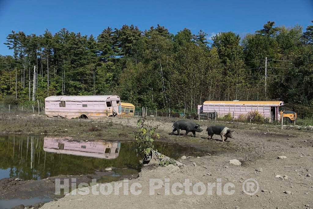 Photo- The hogs and Piglets at The Salisbury Hog Farm in Salisbury, Vermont, Live in The Shells of Two Old Pink Buses on The Property 1 Fine Art Photo Reproduction