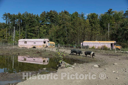 Photo- The hogs and Piglets at The Salisbury Hog Farm in Salisbury, Vermont, Live in The Shells of Two Old Pink Buses on The Property 1 Fine Art Photo Reproduction