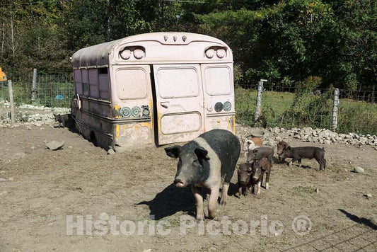Photo- The hogs and Piglets at The Salisbury Hog Farm in Salisbury, Vermont, Live in The Shells of Two Old Pink Buses on The Property 2 Fine Art Photo Reproduction